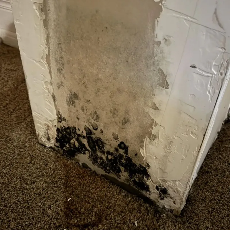 Professional Mold Removal in Sangamon County, IL